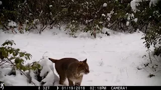 Westhampton Trail cam: Coyotes, followed by bobcat