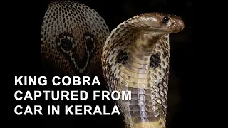 Kerala: King Cobra captured from car after a month in Kottayam | Viral Videos