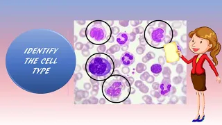 Anatomy Virtual practical exam practice white blood cell slide histology review