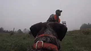 Pheasant hunting with German wire pointer