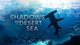 Shadows in a Desert Sea | HD |