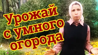 Умный огород награждает урожаем.