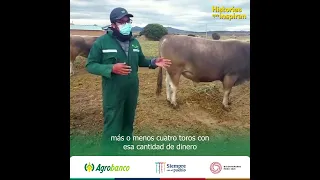 Historias que inspiran en el agro | Pequeño productor de ganado vacuno de Puno