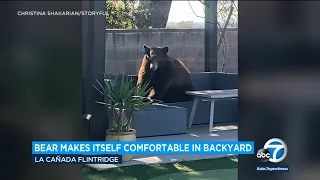 Bear makes itself comfortable in La Cañada Flintridge backyard