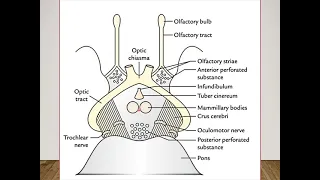 Neuro science II: Base  of the brain