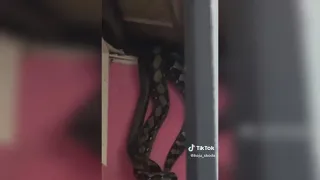 Viral video: Snakes fall from ceiling in Malaysia