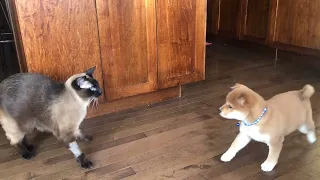 Dog And Cat Became The Best Friends/Shiba Inu And Siamese Cat Part 1/ 柴犬和暹罗猫系列 1