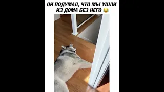 Приколы с животными 😂 Смешная Хаски 🐶