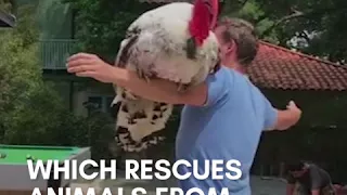 Thanksgiving turkey loves to hug the people who rescued him
