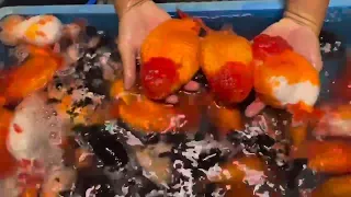 Goldfish Farm -  The most beautiful goldfish in farm