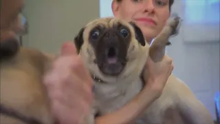 pug screaming x10