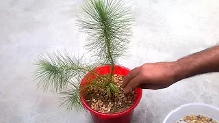 Grow pine tree in a pot | Grow pine tree indoors