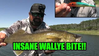 Crazy Shallow Water Walleye Bite! | Casting Cranks!