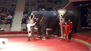 Индийские слонихи в Курском цирке