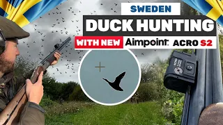 Duck Hunt in Sweden (300+Ducks day)|New Aimpoint ACRO S2|Lov na Patke u Švedskoj (300+Pataka) E228