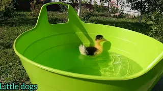 Самый милый танцующий утенок. собака и уточка. dancing duck. dog and duck.