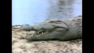 Animal Face Off - Crocodile Vs Shark (Link in description)