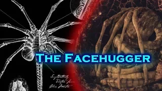 Secrets of the Facehugger!