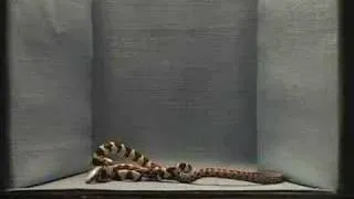 snake eating snake 1:3 prey capture