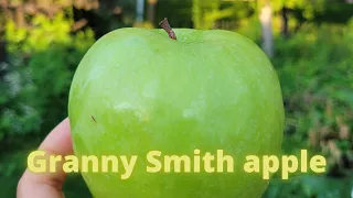 This Is How I Eat Granny Smith Apple