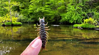 Wading Clear Water for Wild Fish