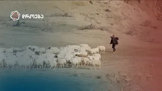 ქართული ცხვარი