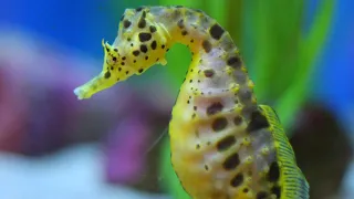 Seahorses | 10 fun facts about Seahorses | Pygmy Seahorse | Seadragons | Pipefish | World smallest