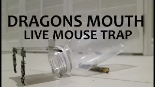 The Dragons Mouth- Easy DIY mouse trap