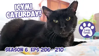 ICYMI Caturday! * Lucky Ferals S6 Episodes 206 - 210 * Cat Videos Compilation - Feral Kittens