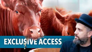 Inside Look at Israel's Real Red Heifers | Featuring Yair Levi