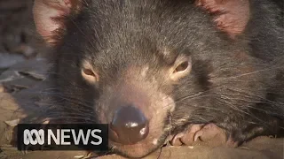 Male Tasmanian devils hit hardest by second type of transmissible cancer | ABC News