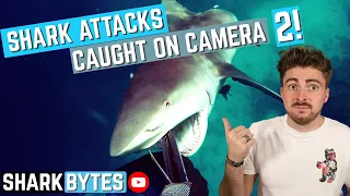 Shark Scientist Reacts to SHARK ATTACK Videos: 2!