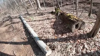 Finding Dead Trees in Winter