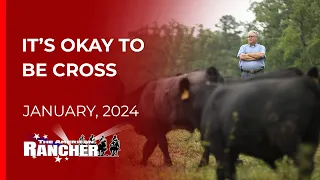 Shorthorn Association of America   The American Rancher   01 22 2024