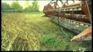 Le sarrasin au Québec en bref