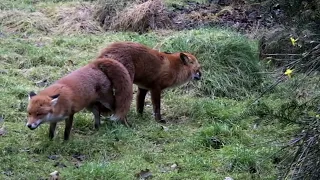 Ever seen foxes mating? They get stuck together! Looks painful!