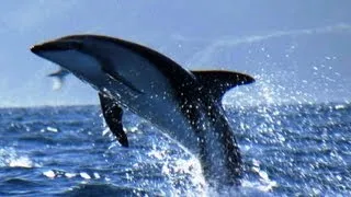 Dusky Dolphins and Bull Sperm Whales | South Pacific | BBC Earth