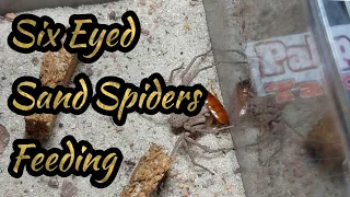 Six Eyed Sand Spiders Feeding Video