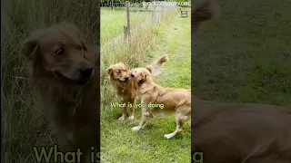 Dog Is Reunited With His Brother After Years Apart #shorts #doglovers