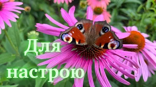 Пісні для настрою. Українські пісні. Українська музика#народніпісні#українськамузика#українськіпісні