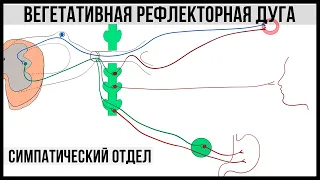 Вегетативная рефлекторная дуга. Симпатический отдел