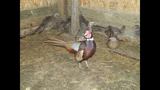 SHPF- Breeding Ringneck Pheasants Ep.2