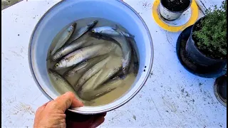 Catch and Cook Fishing from Home~Clay Tall Stories