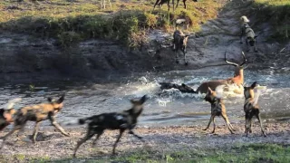 18 Wild dogs vs spotted Hyenas