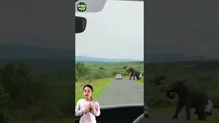 Man Ditches Toyota to Run Away from Elephant #short #animal #tulowild #wildanimal #wildlife