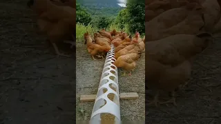 Comedero Casero Para Gallinas 🐔❤️#shortsvideo#chikenfarm