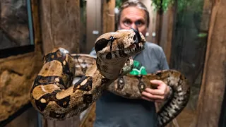 IS THIS THE LARGEST BOA CONSTRICTOR IN THE WORLD?? | BRIAN BARCZYK
