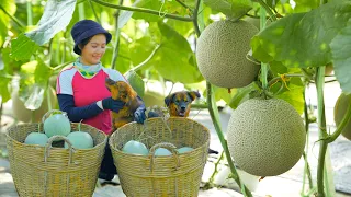 Harvesting Organic Melons Goes To Market Sell - Cooking, Farm, Daily Life | Tieu Lien