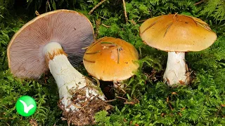 Опасность грибов. Польза и вред грибов для организма человека.