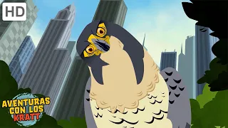 Criaturas de la ciudad | Halcones, palomas + más! [episodios completos] Aventuras con los Kratt